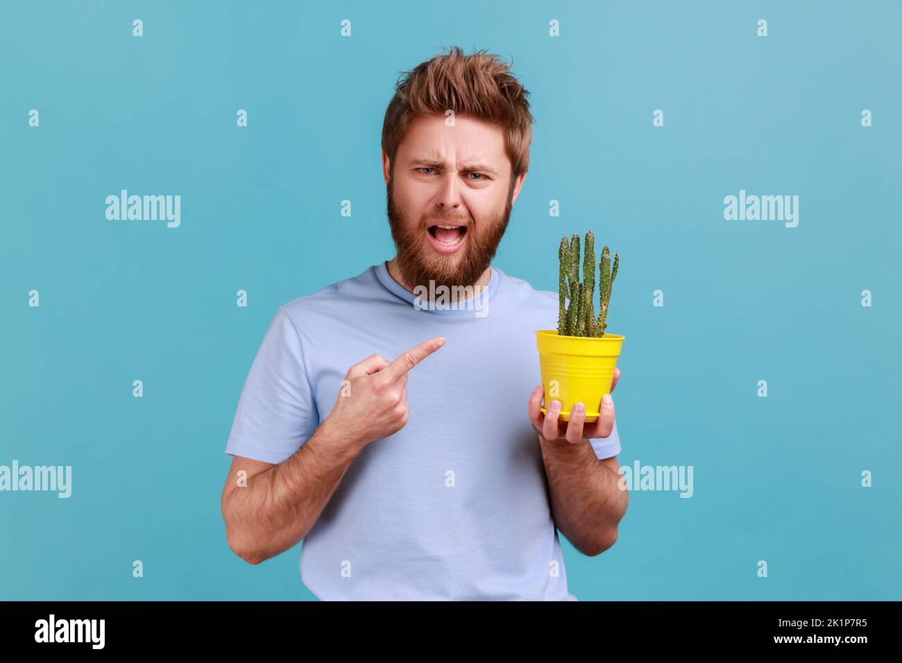 Ritratto di un bel giovane adulto che indossa una T-shirt che tiene il vaso di fiori gialli e che punta il dito verso il cactus, guardando la macchina fotografica. Studio in interni isolato su sfondo blu. Foto Stock