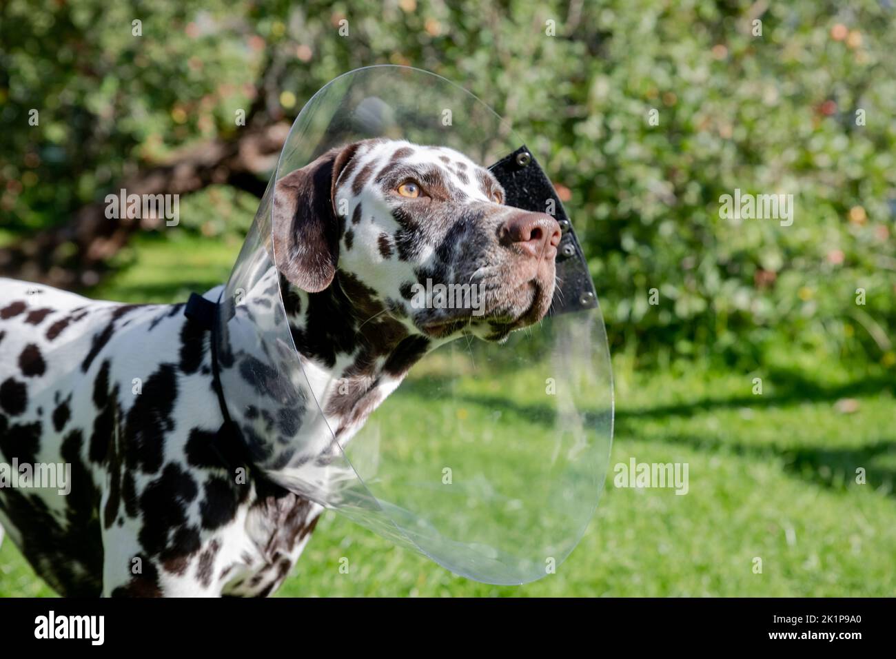 Cane dalmata indossando Elizabethan cono di plastica collare medico intorno al collo per la protezione contro la ferita morso su erba verde meadow.Sick cane dopo l'intervento chirurgico Foto Stock