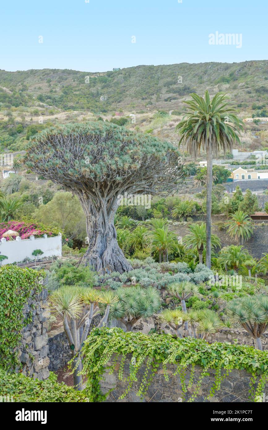 El Drago, conosciuto anche come Drago Milenario e Drago de Icod de los Vinos, è il più antico e più grande esemplare vivente di Dracaena draco, o drago albero, i Foto Stock