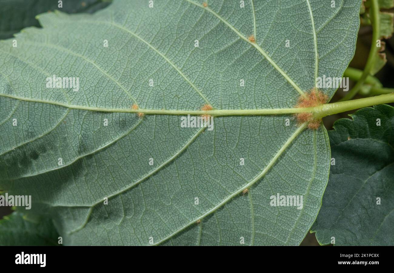 Foglia di calce viva, Tilia cordata, che mostra la parte inferiore con peli arrugginiti. Foto Stock