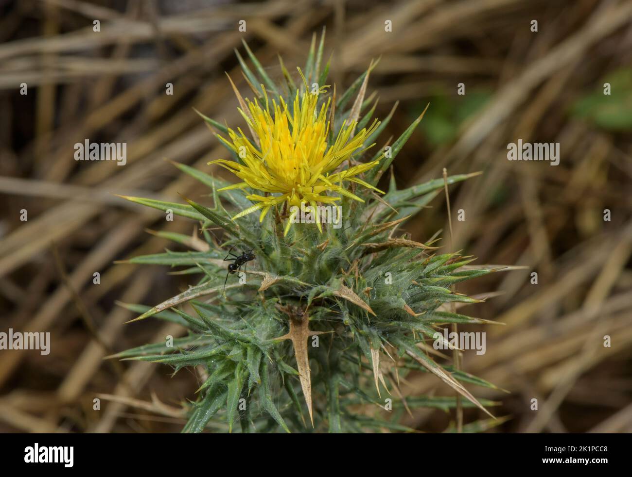 Discendente zafferano, Carthamus lanatus, in fiore nei Pirenei pianeggianti. Erbacce invasive in alcune aree. Foto Stock