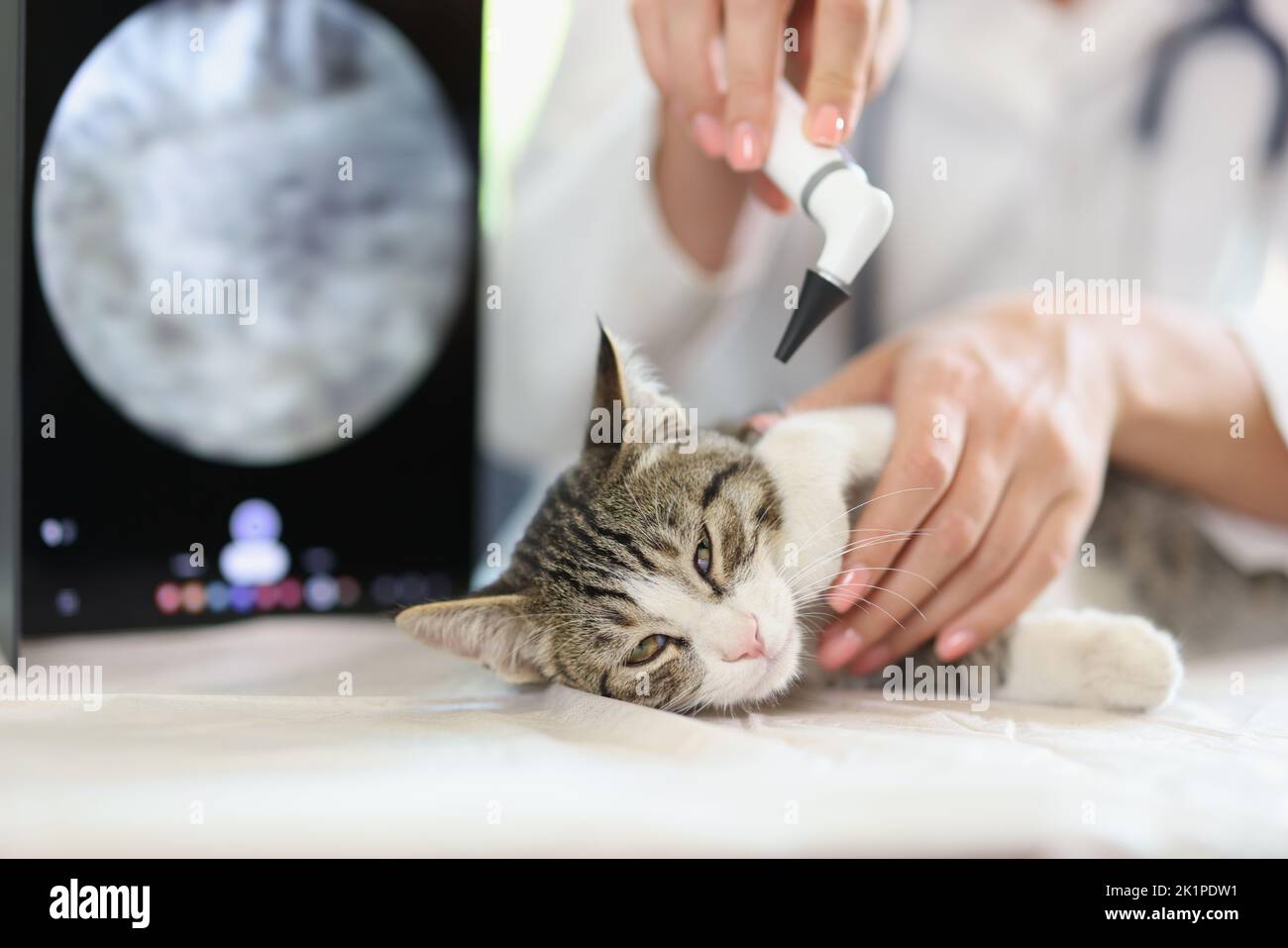 Esame dell'orecchio di gatto in clinica veterinaria Foto Stock