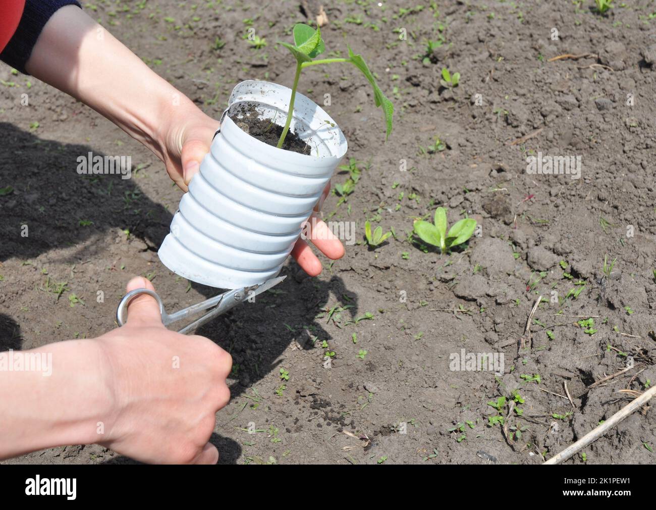 Come piantare e coltivare cetrioli Foto Stock
