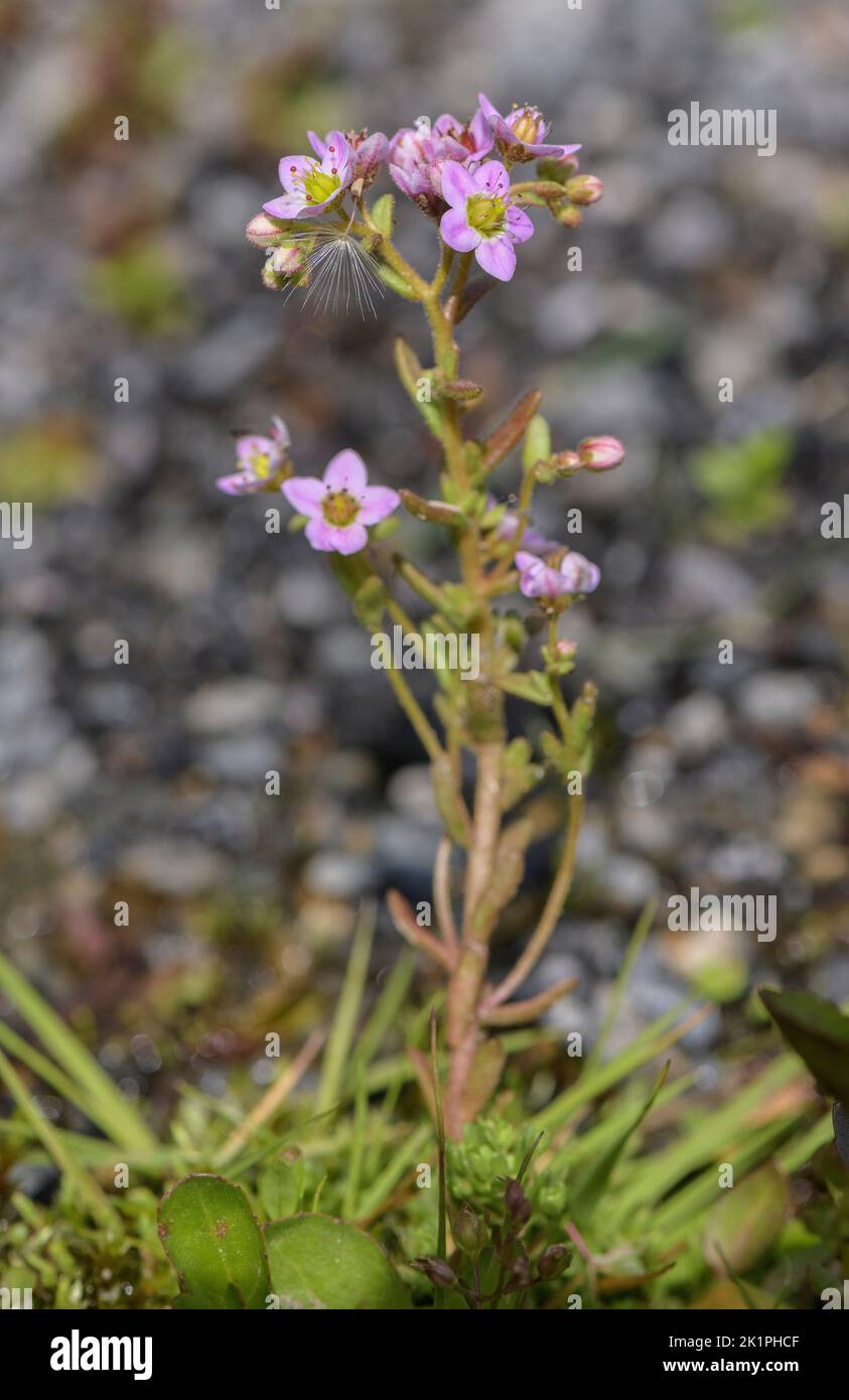Sedum villosum, in zona molle umida e lucida. Foto Stock