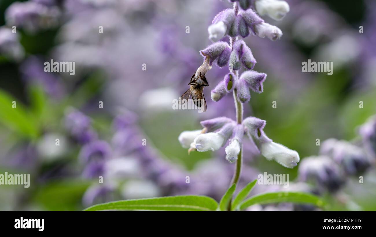 Campi di lavanda con closeup di api. Messa a fuoco morbida, immagine macro di primo piano con sfondo sfocato. Foto Stock