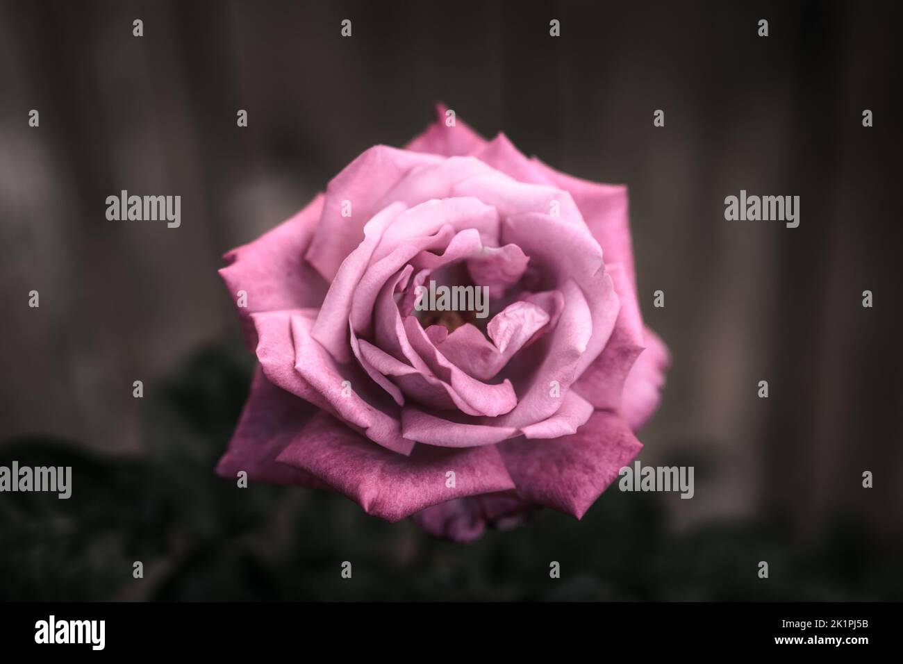 Una bella rosa Mainzer Fastnacht Foto Stock