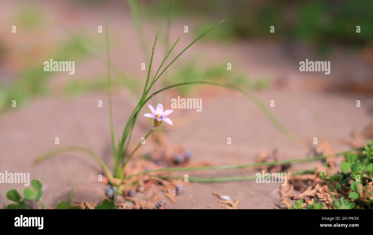 Un primo piano di una pianta a foglia stretta con gli occhi blu in un calcestruzzo Foto Stock