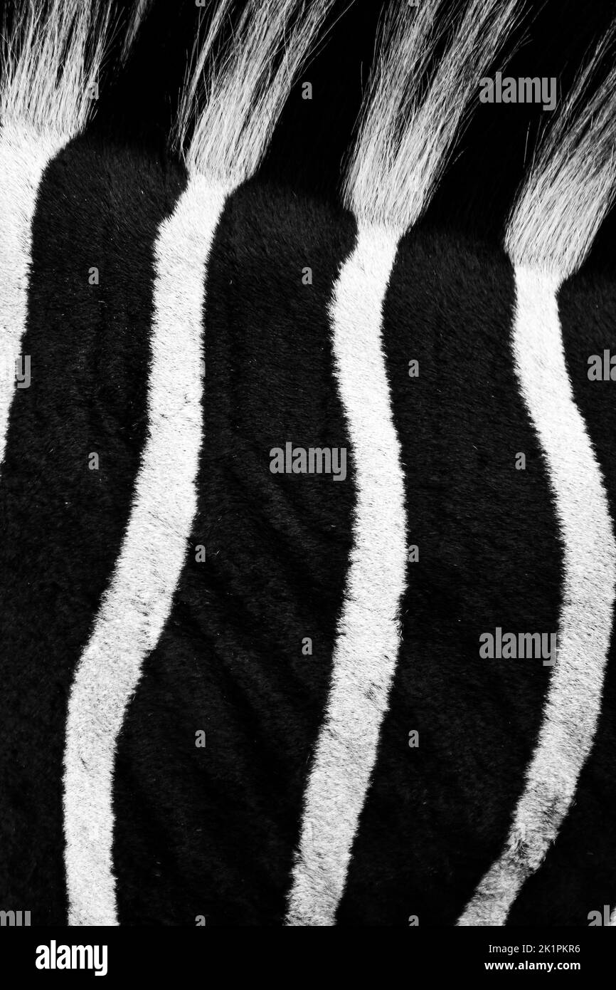 Macro shot verticale delle strisce bianche e nere di una zebra Foto Stock
