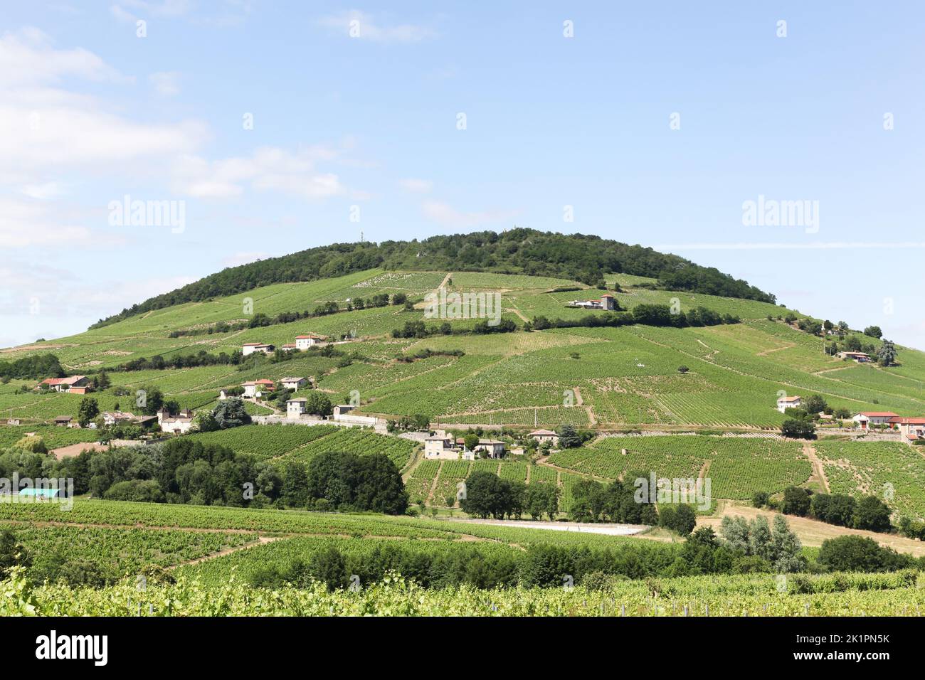 Vista del Mont Brouilly e vigneti a Beaujolais, Francia Foto Stock