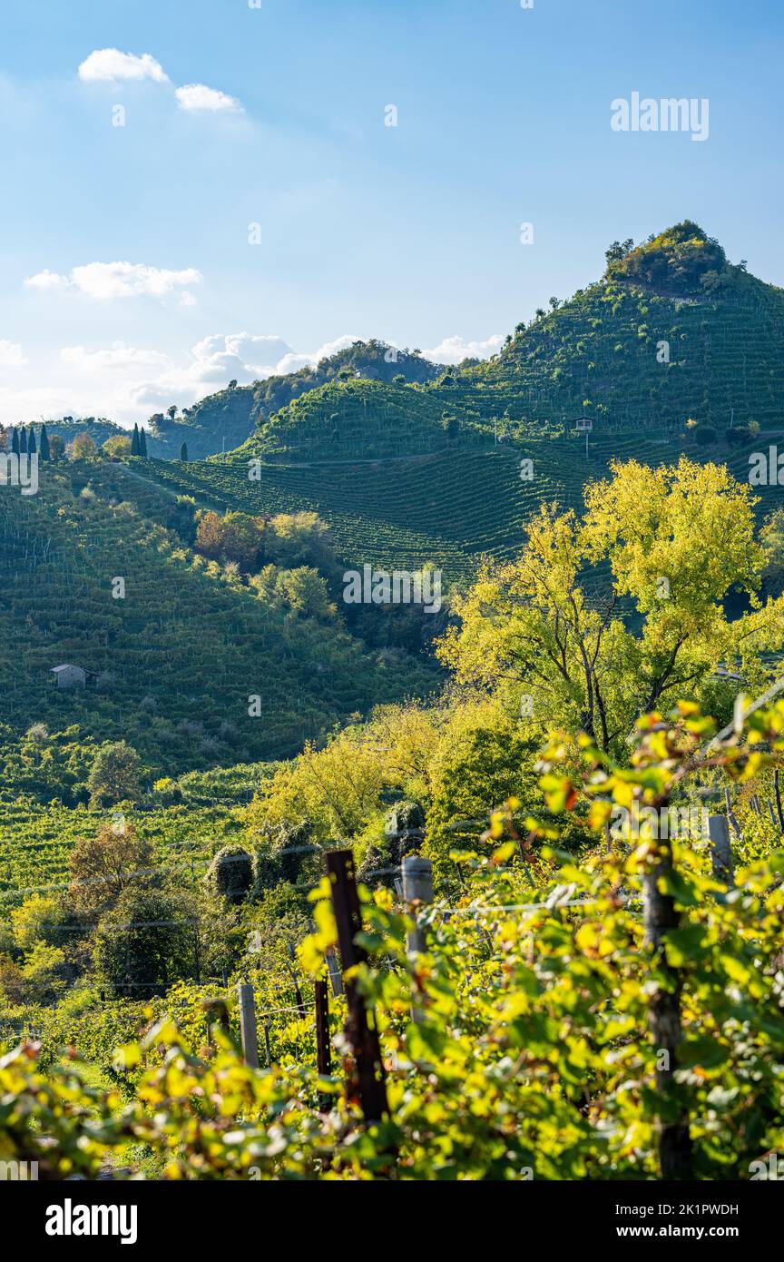 Vista sulle colline di Conegliano Valdobbiadene in autunno. Italia Foto Stock