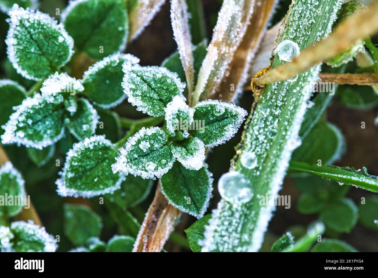 Cristalli di ghiaccio su piante ancora verdi. Primo piano dell'acqua congelata. Macro scattata dalla natura Foto Stock