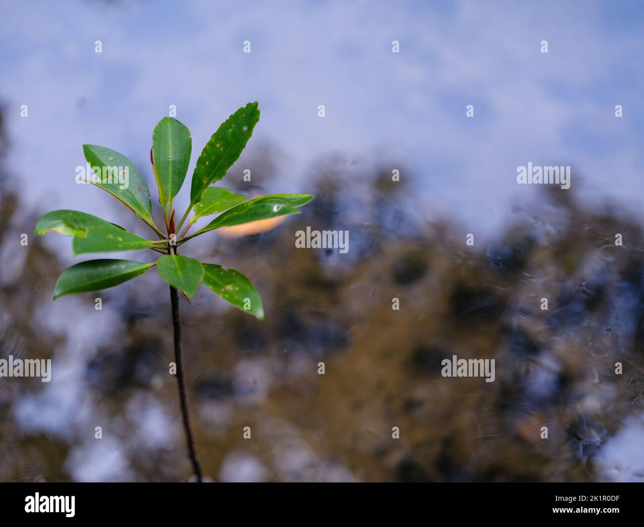 Giovane Bud di Mangrove Foto Stock