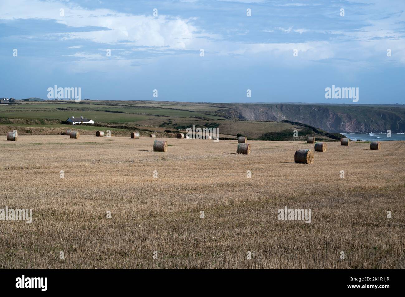 Galles, Pembrokeshire. Balle di fieno in un campo in cima a una scogliera. Foto Stock