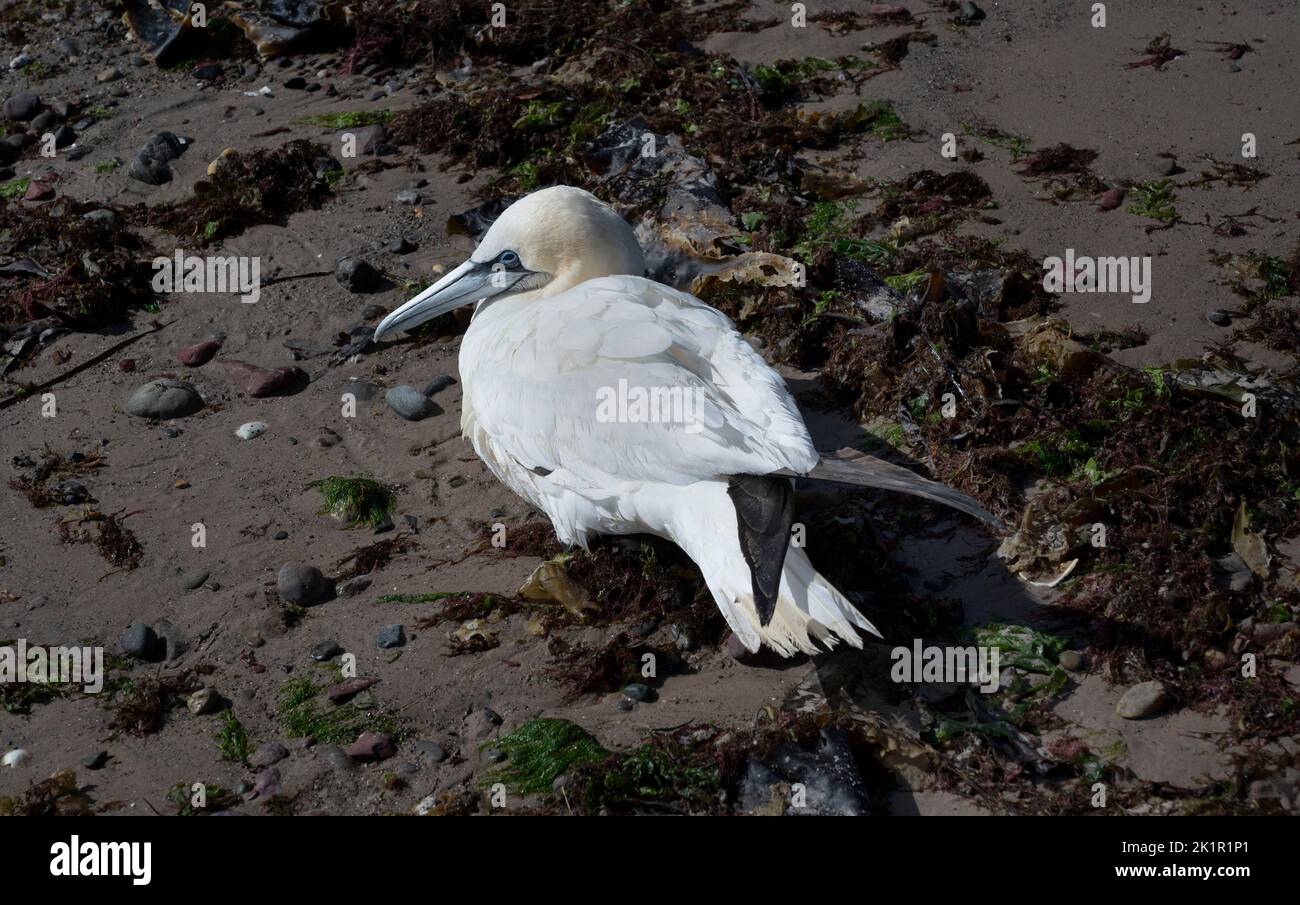 Galles, Pembrokeshire. Dale. Gannet malato, forse con influenza aviaria. Foto Stock