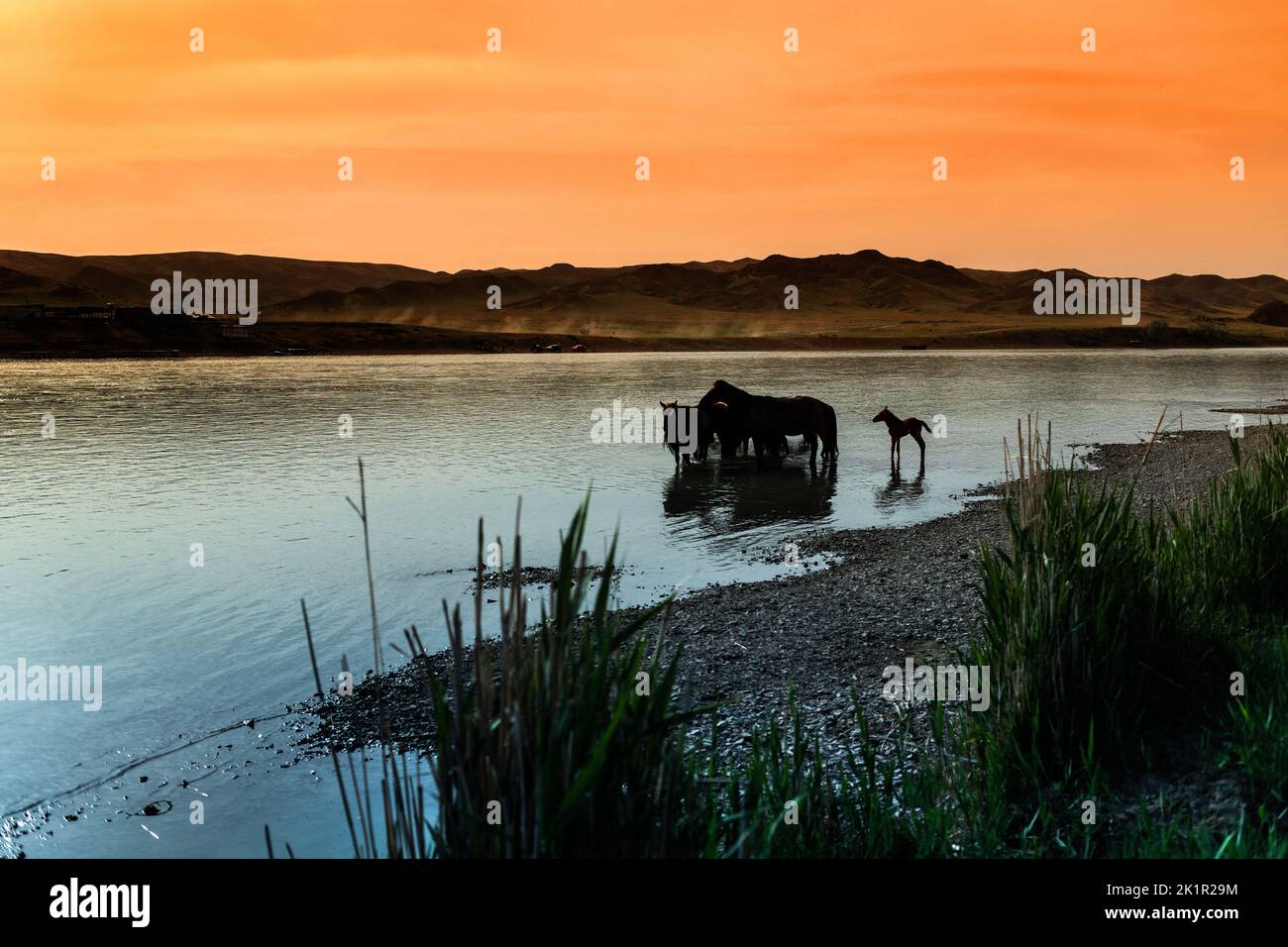 Mandria di cavalli beve acqua dal fiume al tramonto, un po 'lontano Foto Stock