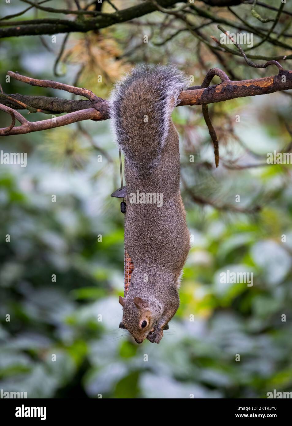 Un agile scoiattolo grigio, (Sciurus carolinensis), appeso capovolto da un ramo come prende le arachidi da un alimentatore di uccello Foto Stock