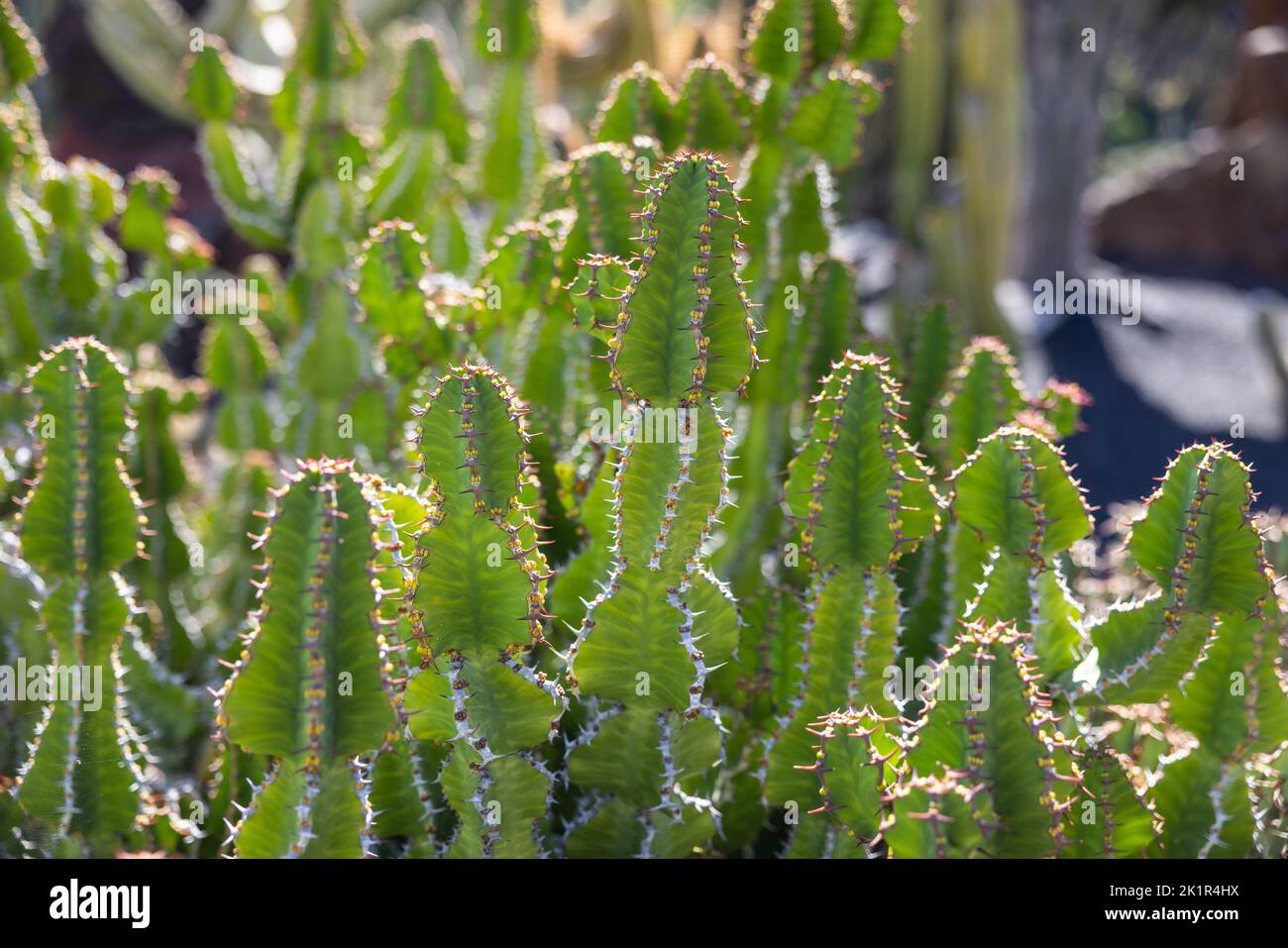 Primo piano di un succulento della famiglia Euphorbia ingens. Foto Stock