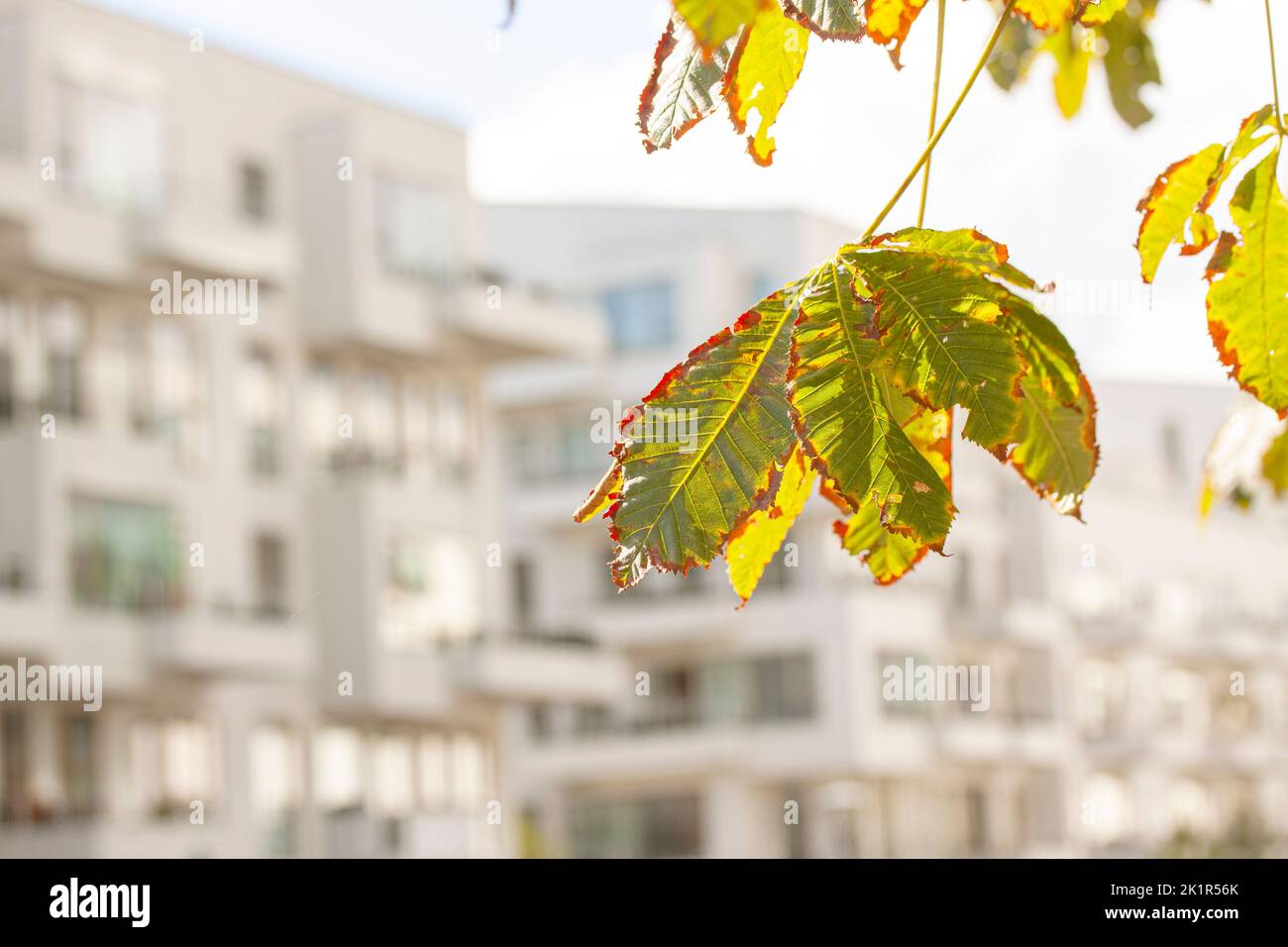 Rosso e verde retroilluminato chiaro foglie di caduta di fronte a sfocato moderno edificio bianco complesso residenziale. Colore delle foglie autunnali. Foto Stock