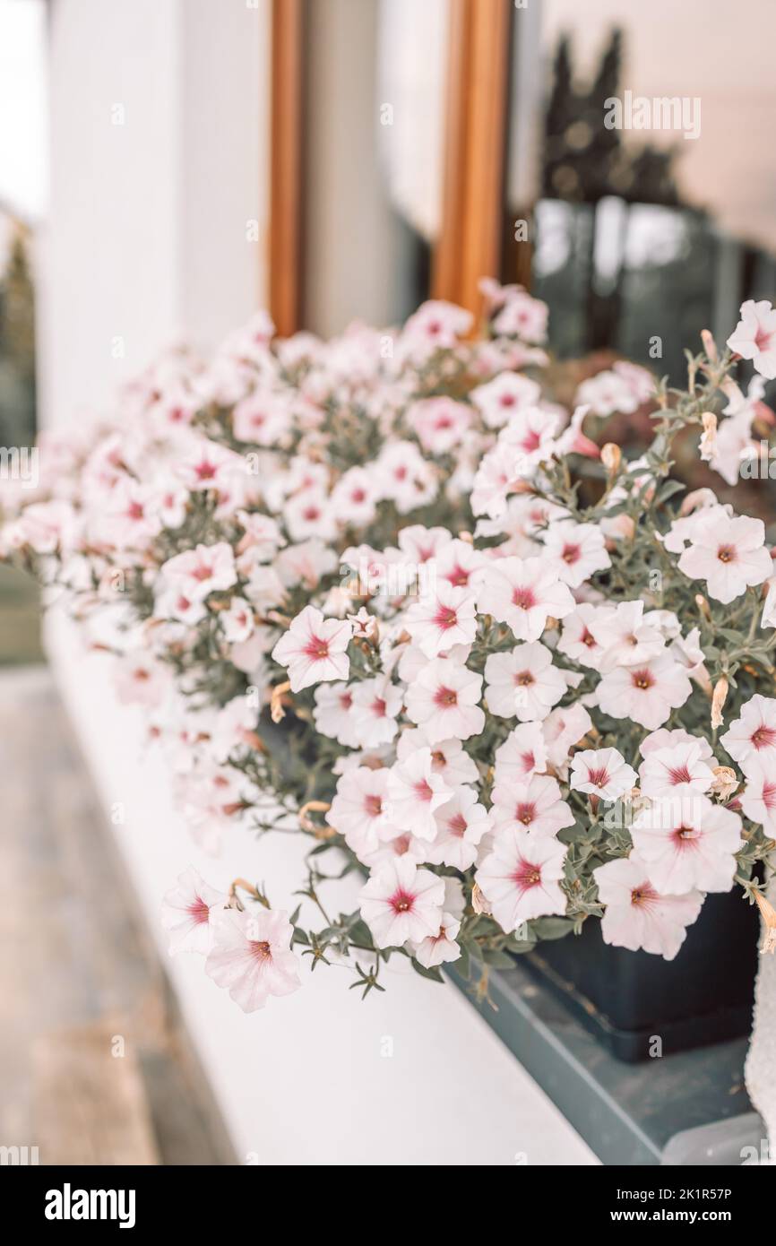 Bella finestra di stile decorata con fiori estivi chiari in Polonia Foto Stock