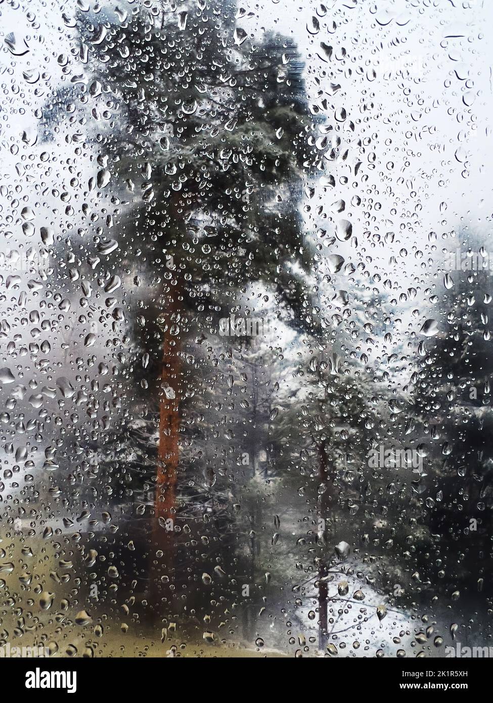 Gocce di pioggia e condensa d'acqua sul vetro della finestra con alberi di pino sullo sfondo, fuoco selettivo Foto Stock