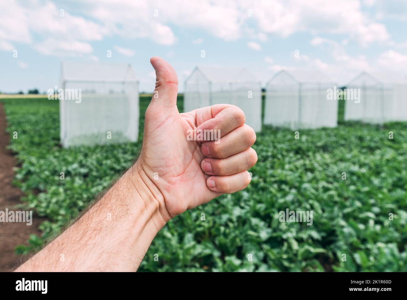 Lavoratore agricolo gesturante pollici in su davanti alle tende di controllo di impollinazione di barbabietola da zucchero in campo coltivato, fuoco selettivo Foto Stock