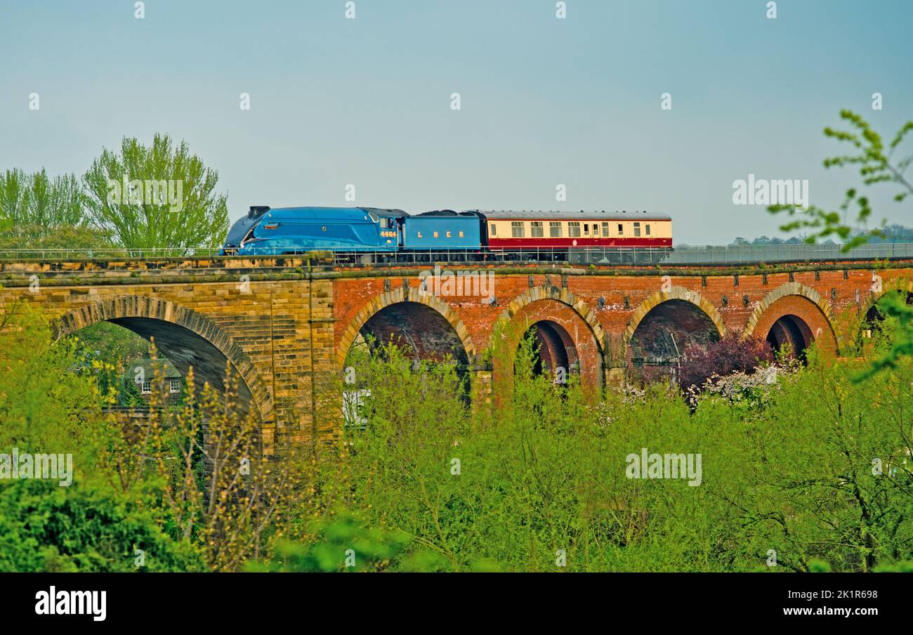 A4 Pacific no 4484 Bittern a Yarm Viaduct, Yarm on Tees, North Riding Yoprkshire, Inghilterra Foto Stock
