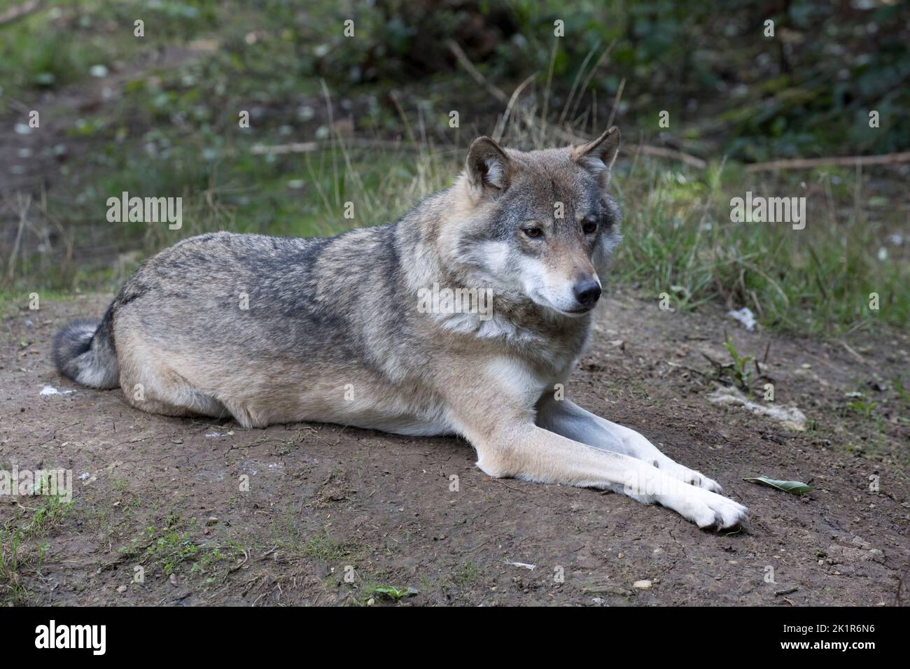 Lupo grigio eurasiatico Canis lupus lupus Cotswold Wildflie Park, Burford, Regno Unito Foto Stock