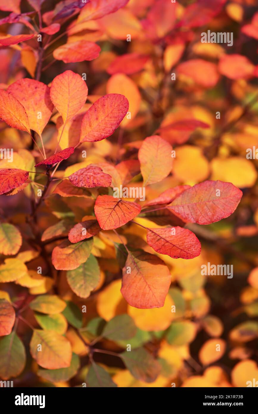 Bellissimo albero di fumo europeo nei colori rosso, giallo, viola, arancione. Sfondo naturale di foglie d'autunno colorate. (Cotinus coggygria). Foto Stock