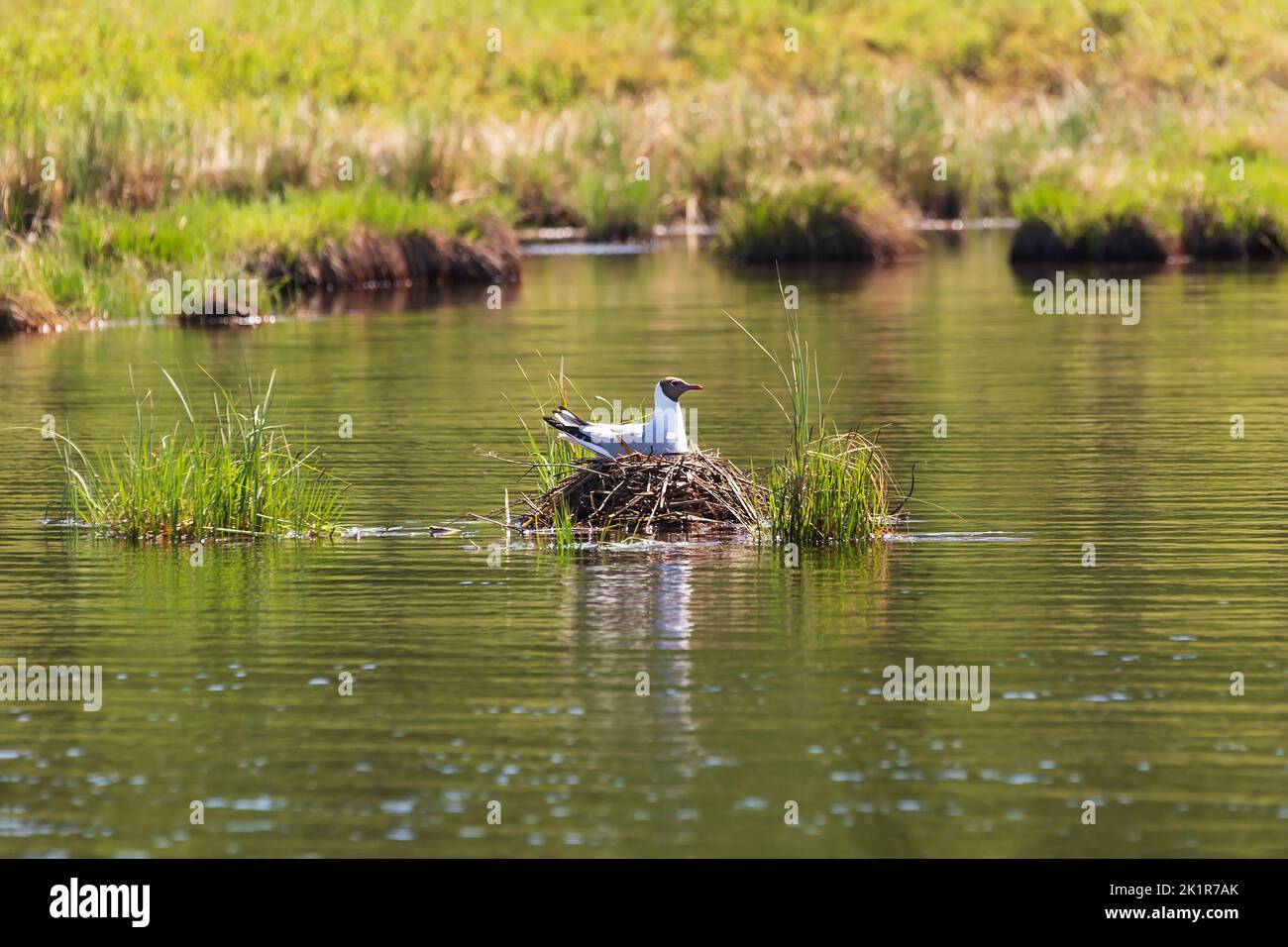 Il gabbiano incuba le uova in un nido sul lago. Foto Stock