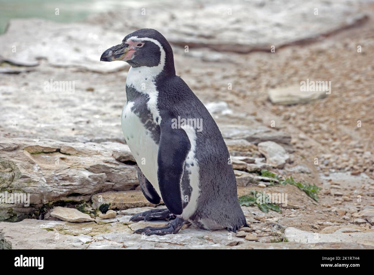 Pinguino Humboldt Spheniscus humboldti Cotswold Wildflie Park, Burford, Regno Unito Foto Stock
