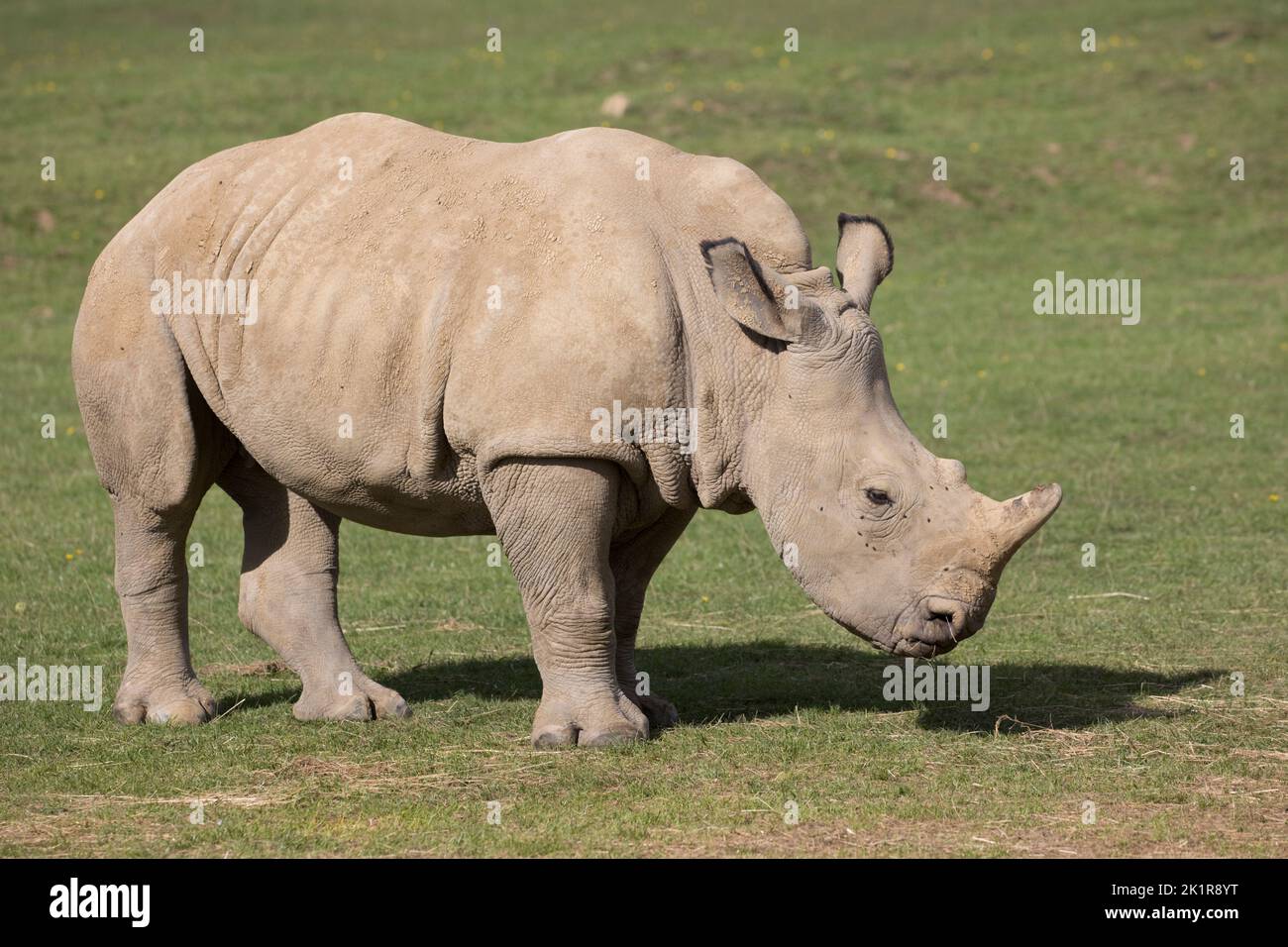 Meridionale bianco vitello rinoceronte Ceratotherium simum Cotswold Wildflie Park, Burford, Regno Unito Foto Stock