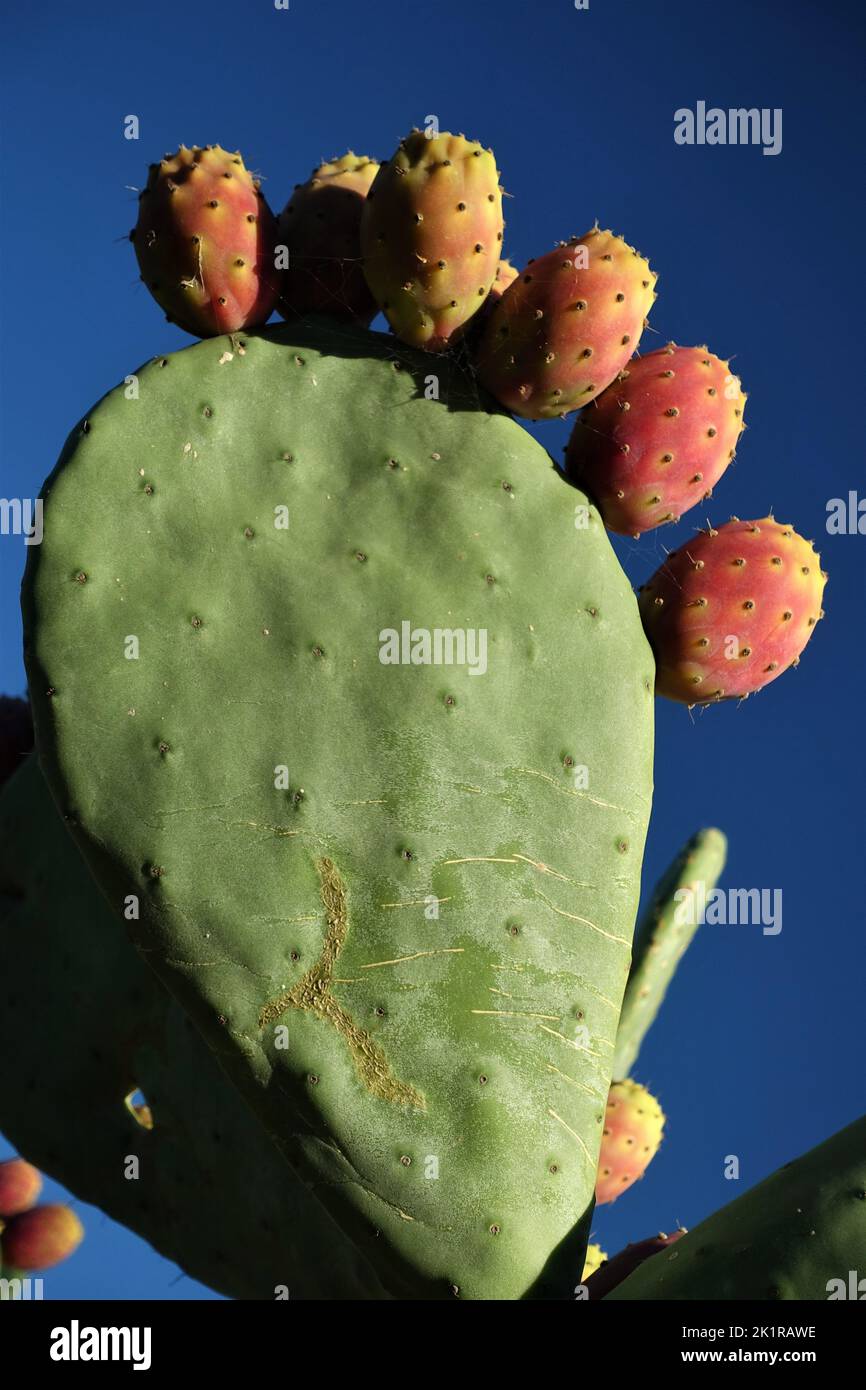 Uno scatto verticale di cactus di pera sullo sfondo sfocato Foto Stock