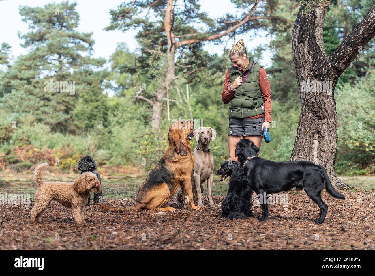 addestratore del cane che parla con i suoi cani Foto Stock