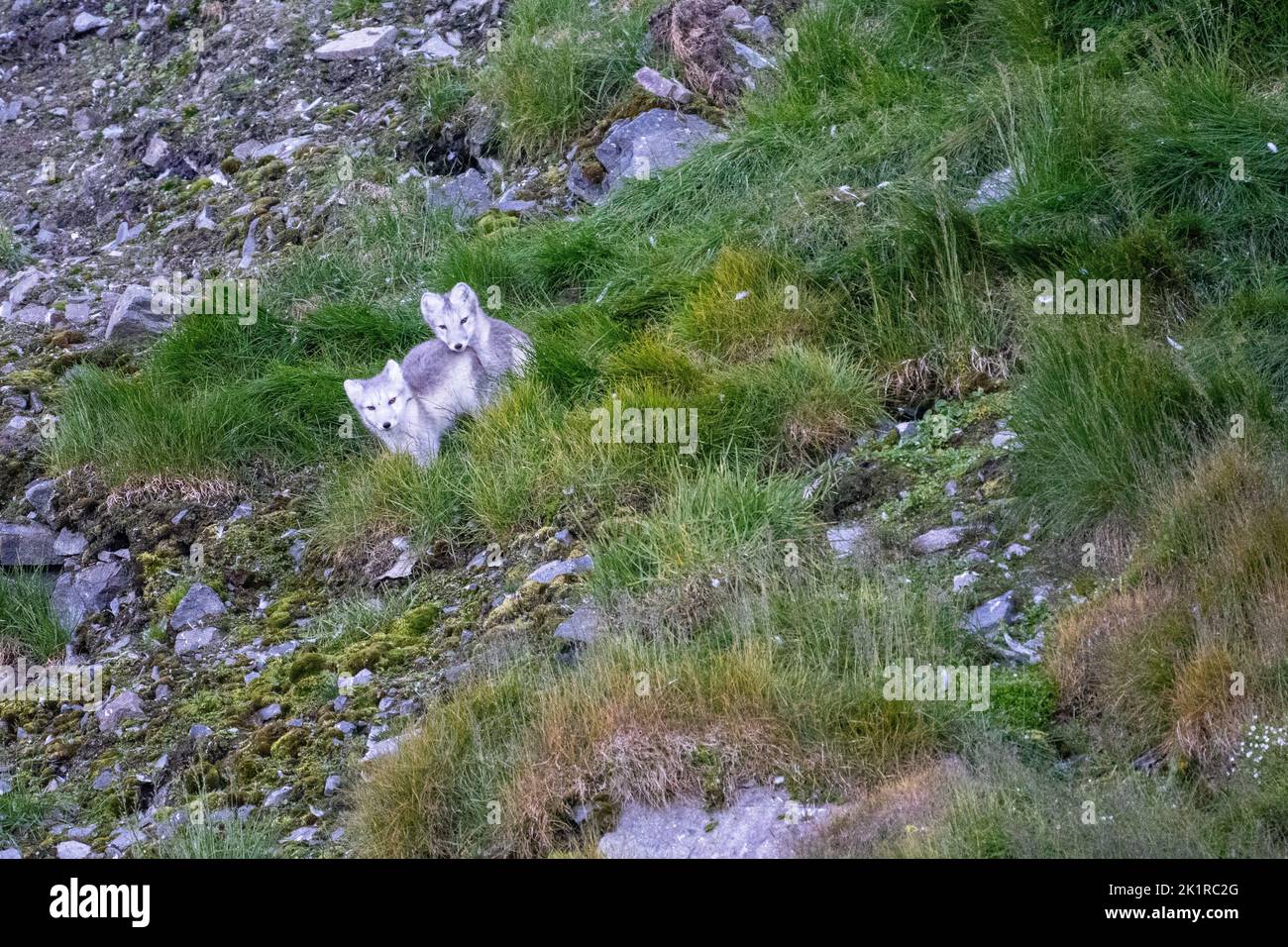 2 cuccioli di volpe artica (Vulpes lagopus) adulti in pelago estivo, nella tundra Spitsbergen, Svalbard, Norvegia Foto Stock