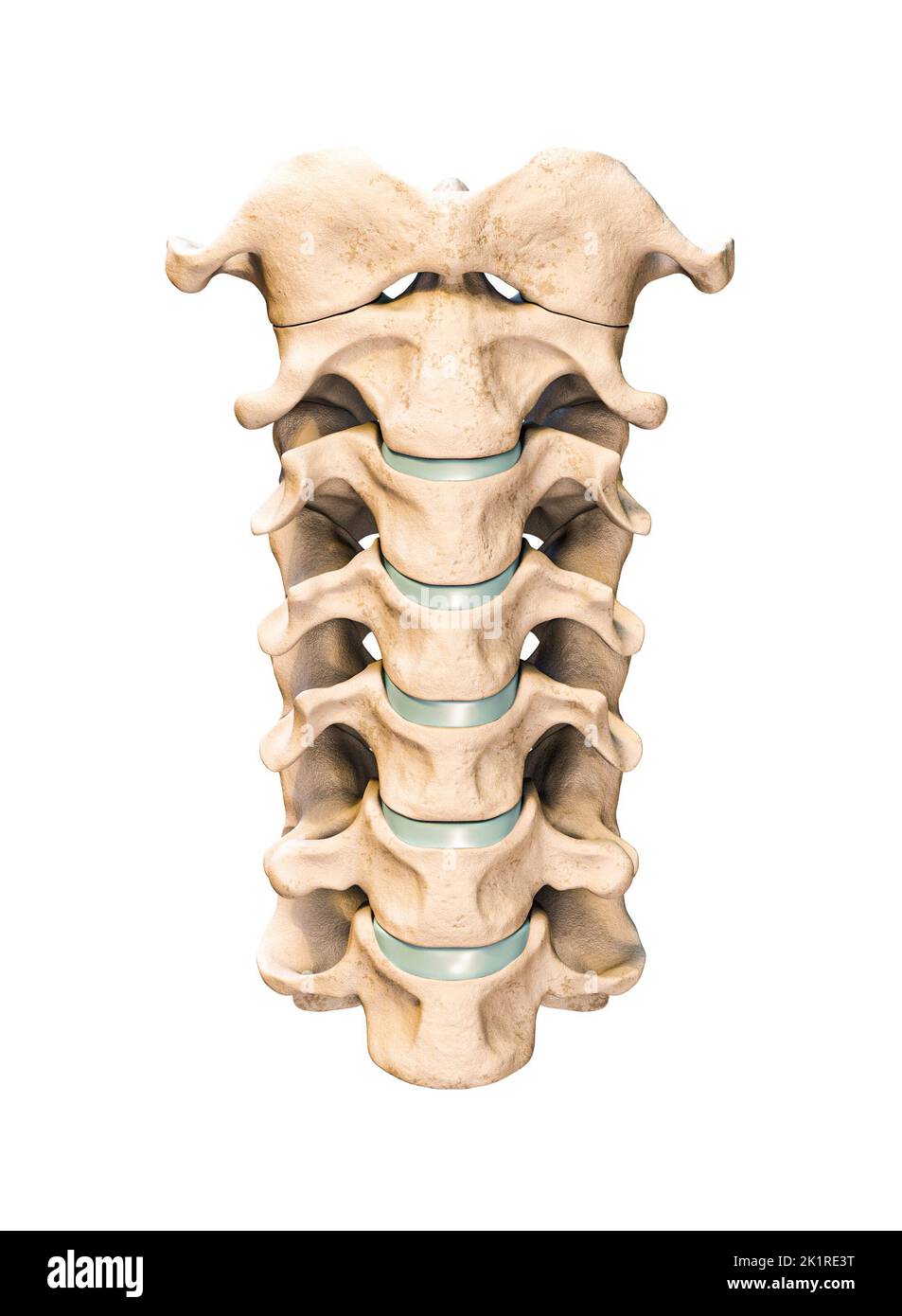 Vista anteriore o frontale delle sette vertebre cervicali umane isolate su sfondo bianco 3D rappresentazione grafica. Anatomia, osteologia, medicina in bianco Foto Stock