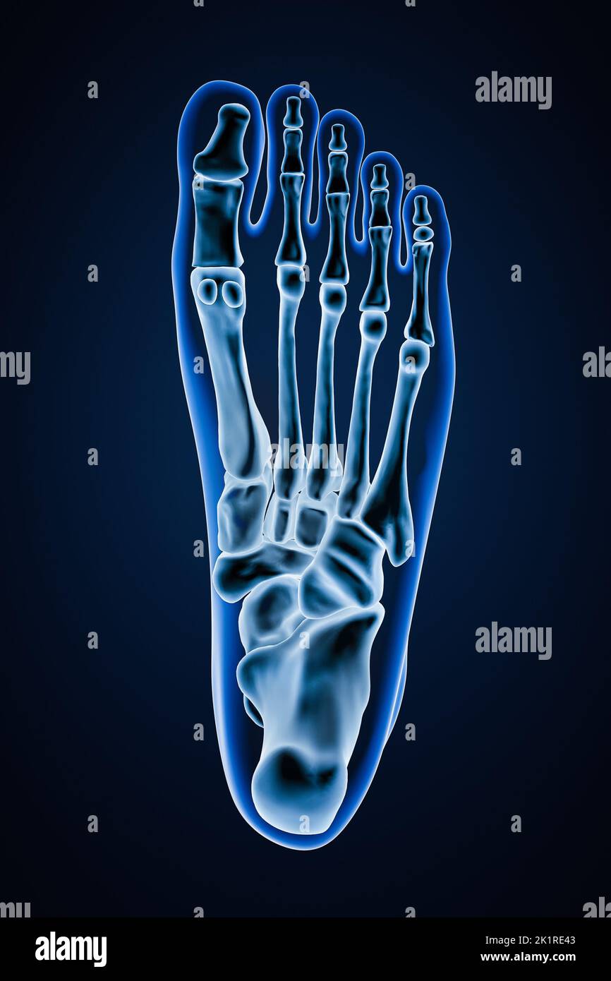Vista inferiore o inferiore di ossa del piede sinistro umano accurate con contorni del corpo su sfondo blu 3D rappresentazione grafica. Anatomia, osteologia, ortopea Foto Stock
