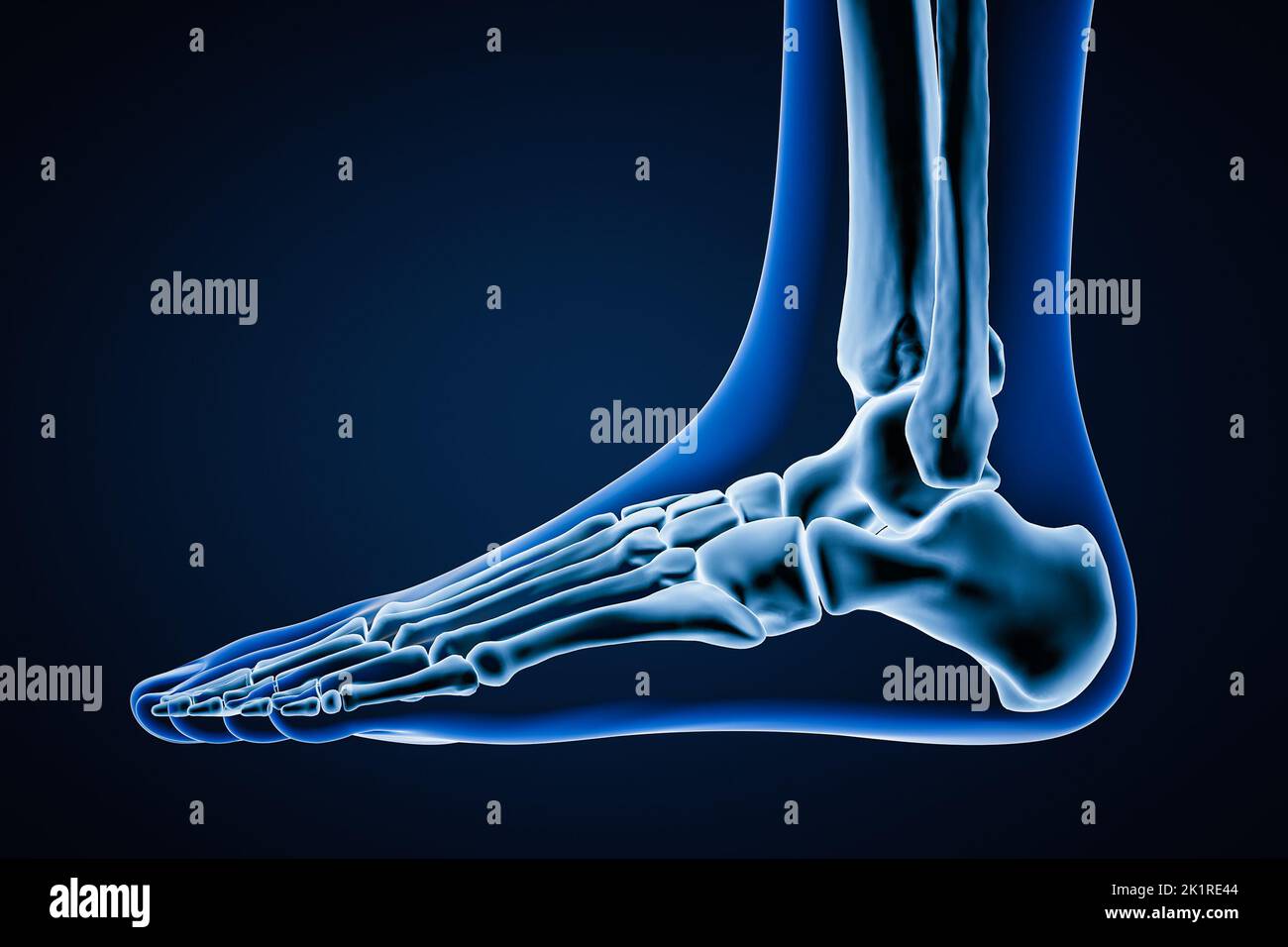Vista laterale o profilo di ossa del piede sinistro umano accurate con contorni del corpo su sfondo blu 3D rappresentazione grafica. Anatomia, osteologia, ortopea Foto Stock