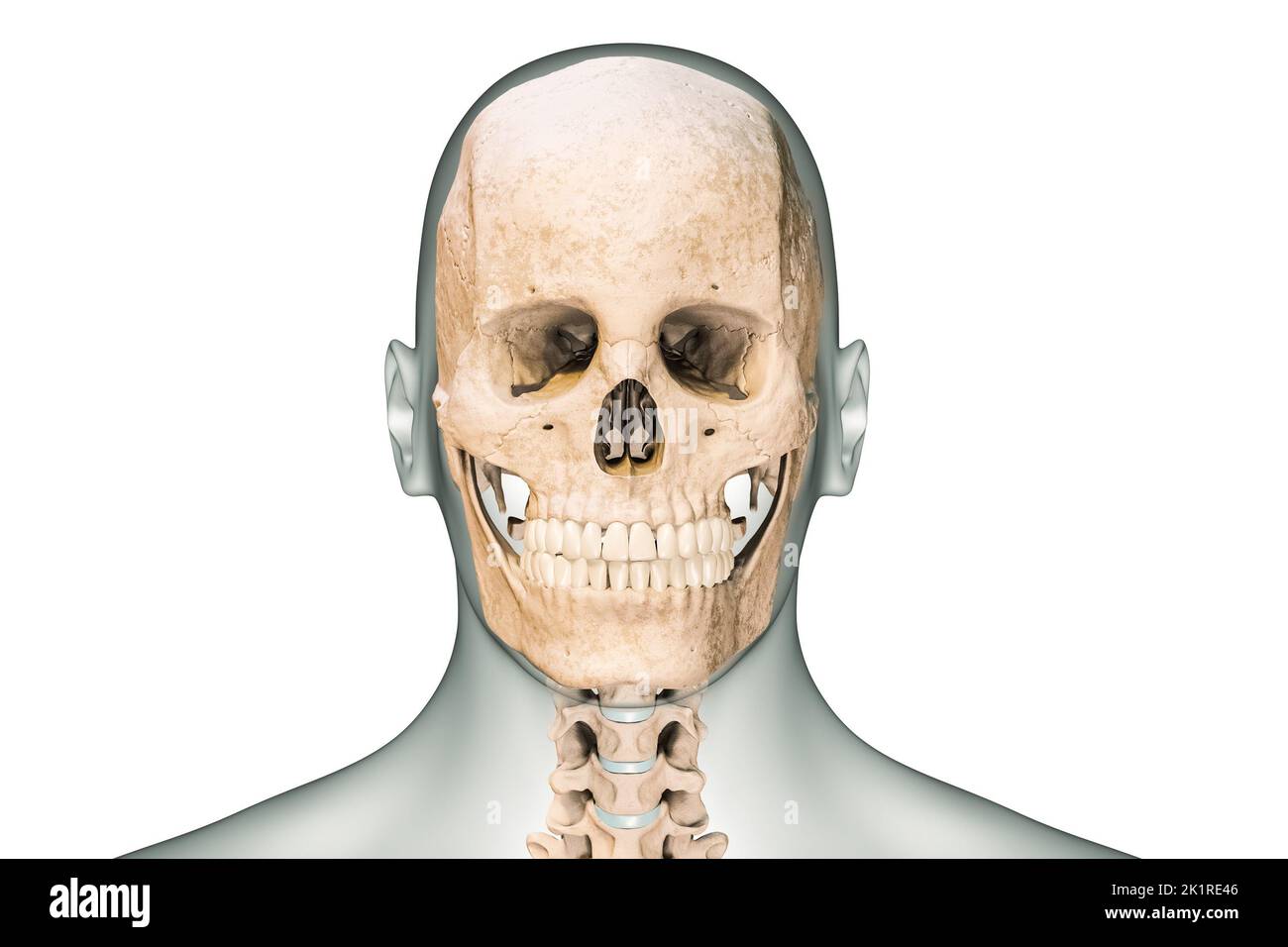 Vista anteriore o frontale del cranio umano o delle ossa della testa con vertebre cervicali e contorni del corpo 3D che rendono l'illustrazione isolata su sfondo bianco. Foto Stock