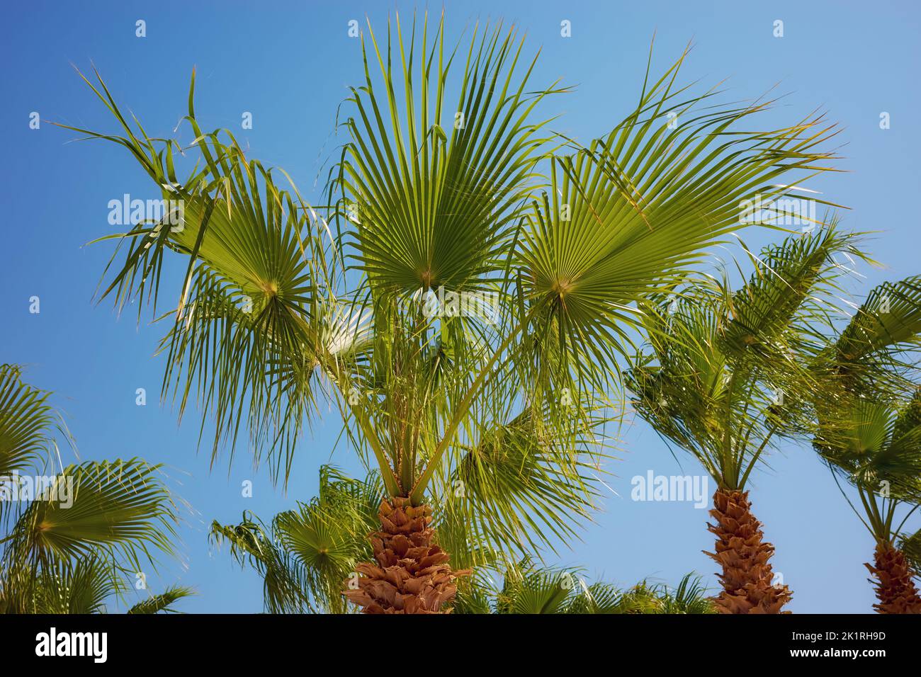 Doum Palms (Hyphaene thebaica) conosciuto anche come alberi di pan di zenzero contro il cielo blu. Foto Stock