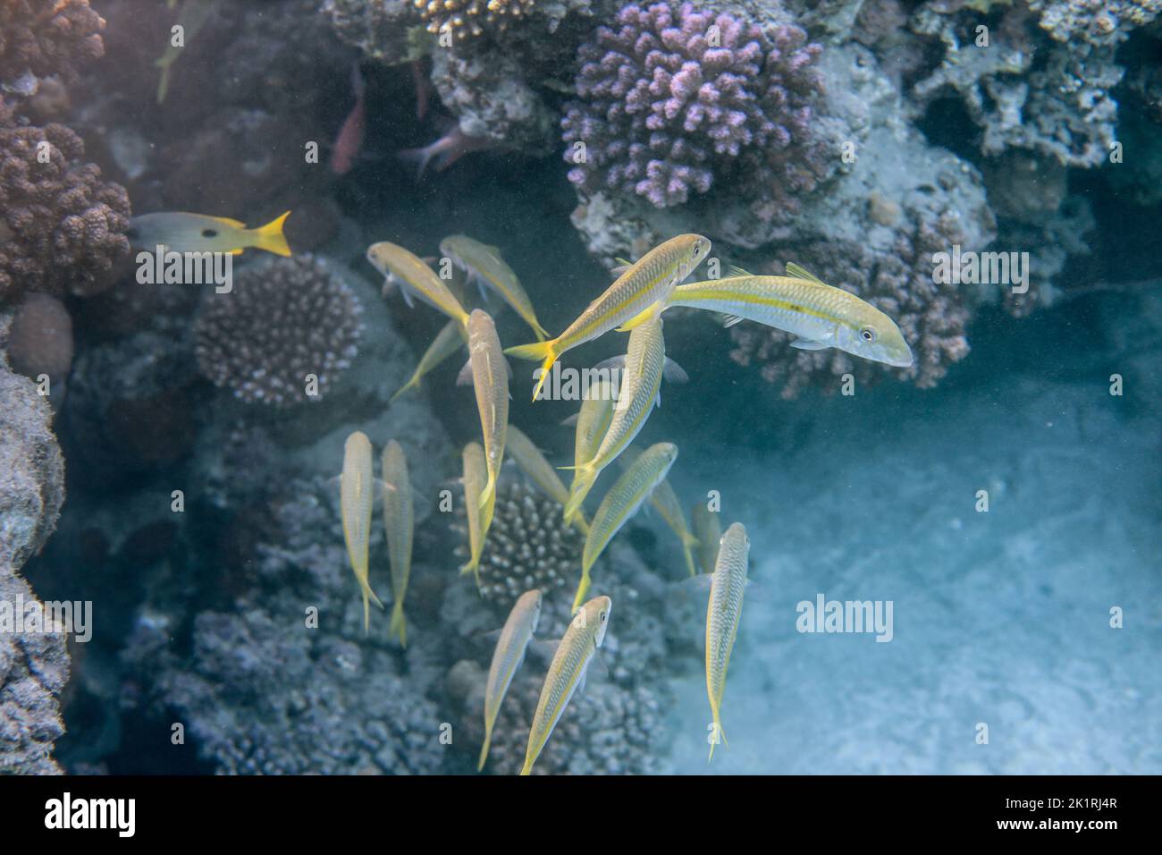 Mondo sottomarino del Re Sea Coral Reef vicino a Marsa Alam città, Egitto Foto Stock