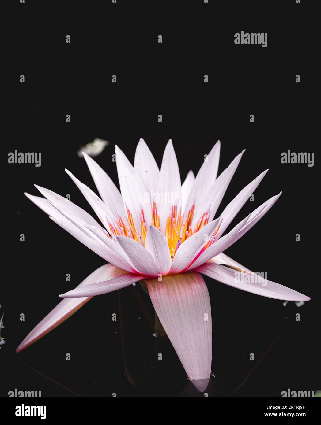 Un primo piano di fiore rosa Nelumbo nucifera isolato su sfondo nero Foto Stock