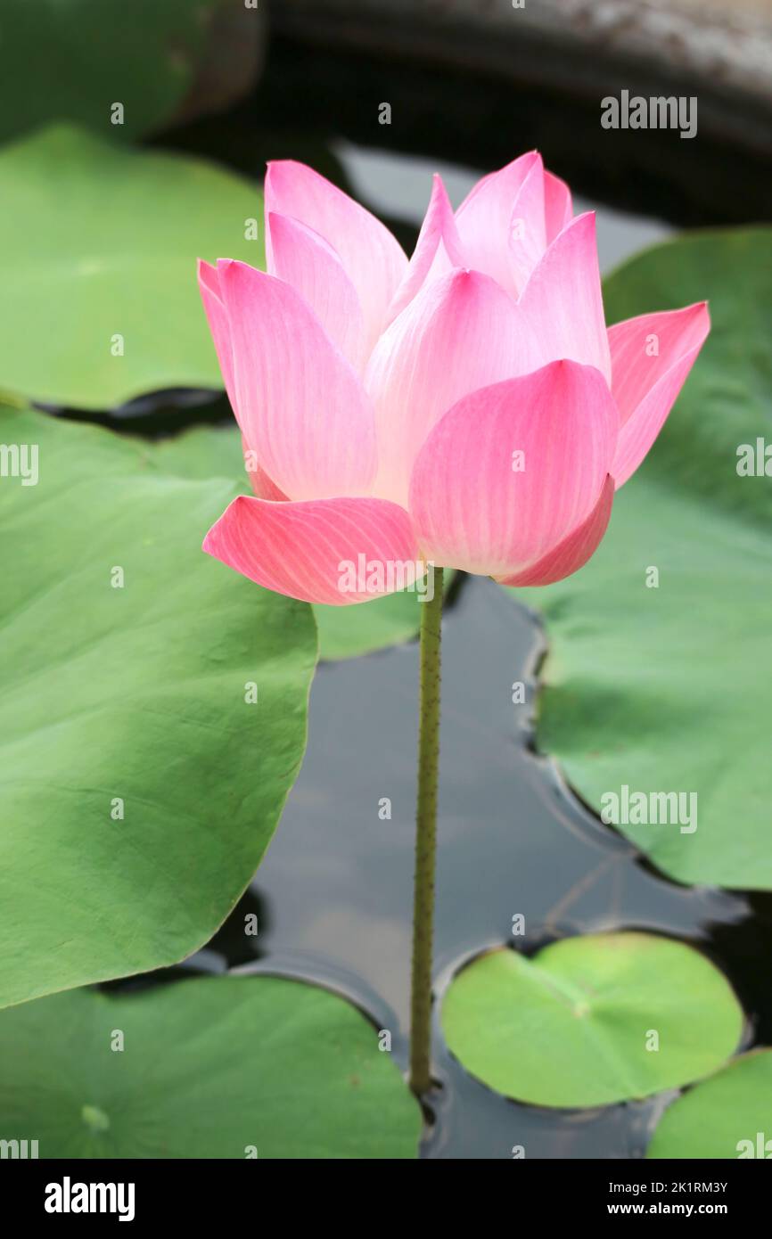 Primo piano di un bel loto sacro fiorito alla luce del sole Foto Stock