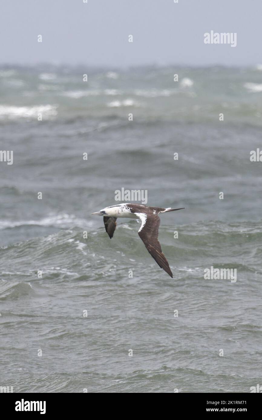 Northern Gannet (Morus bassanus) immaturo volare sui mari tempestosi Norfolk GB Regno Unito Settembre 2022 Foto Stock