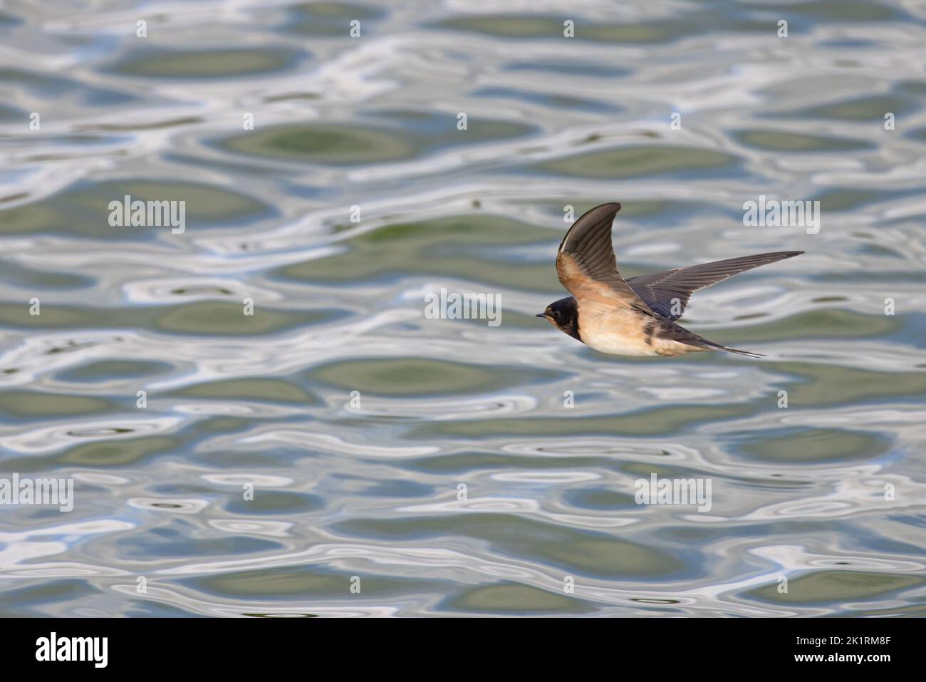 Fienile Swallow (Hirundo rustica) giovane volo Norfolk GB Regno Unito settembre 2022 Foto Stock