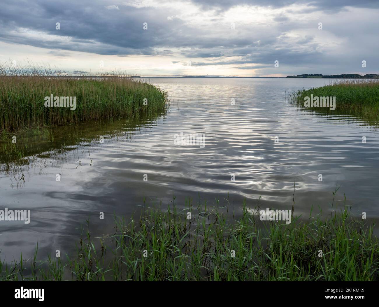 Cintura di canna lungo Achterwasser, isola di Usedom, Mar Baltico, Germania Foto Stock