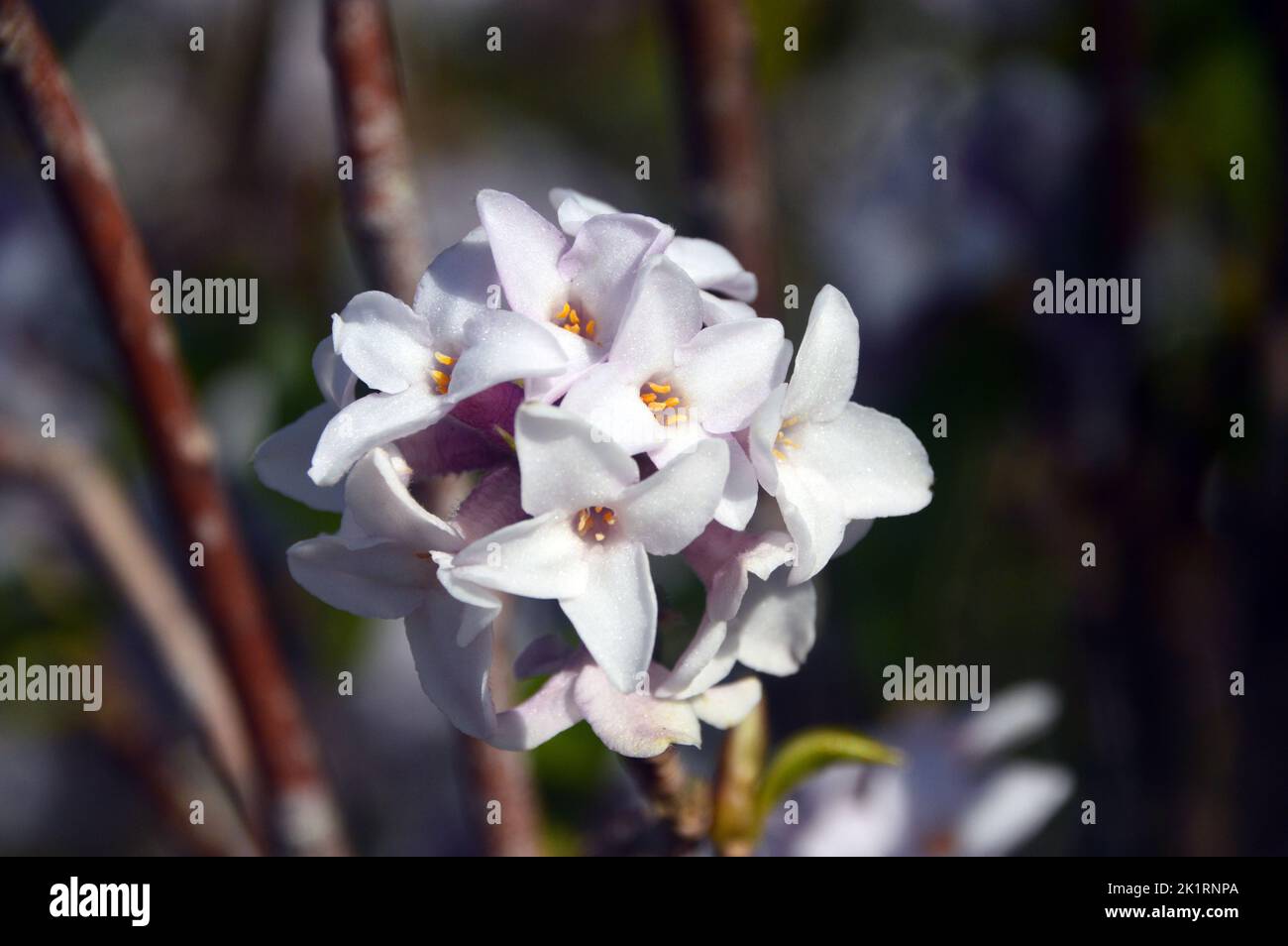 I fiori di Daphne Bholua 'Jacqueline Postill' di colore rosa chiaro/bianco coltivati a RHS Garden Harlow Carr, Harrogate, Yorkshire, Inghilterra, Regno Unito. Foto Stock