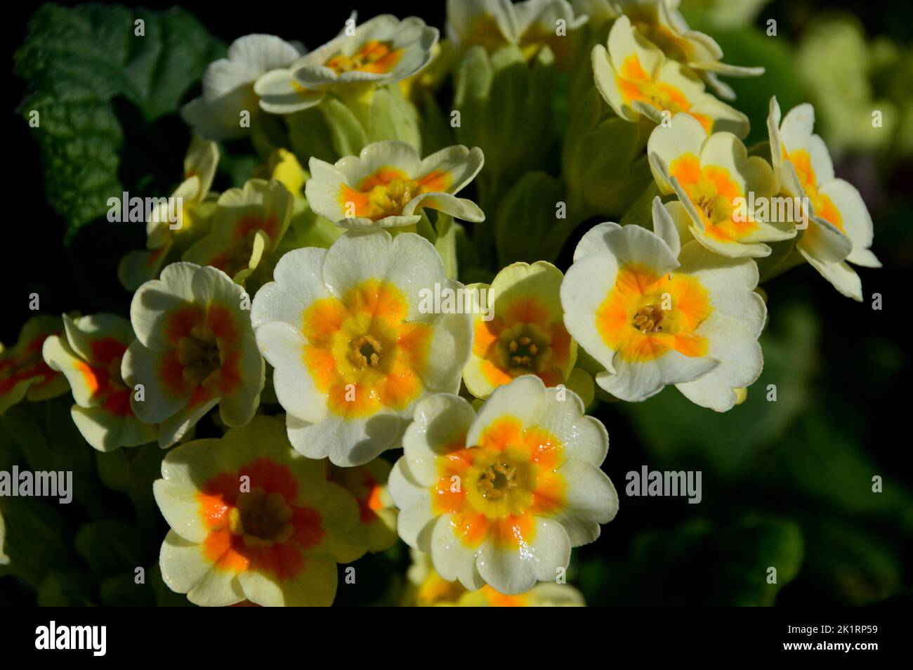 Giallo/arancione Primula Veris (Cowslip) 'Lime with Orange' Fiori coltivati a RHS Garden Harlow Carr, Harrogate, Yorkshire, Inghilterra, UK. Foto Stock
