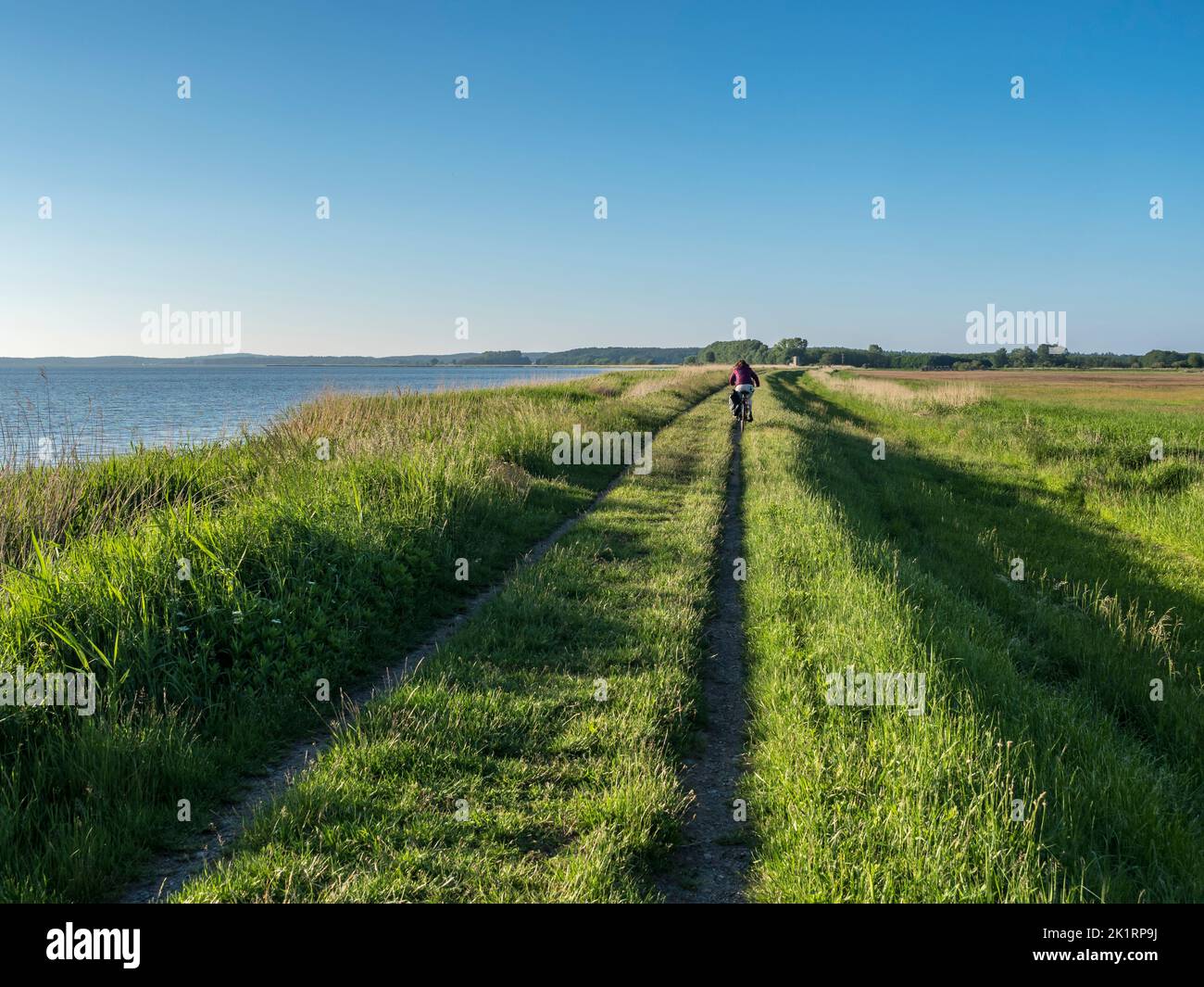 Cintura di canna lungo l'Achterwasser vicino Stagniess, ciclista su pista di ghiaia, isola di Usedom, Mar Baltico, Germania Foto Stock