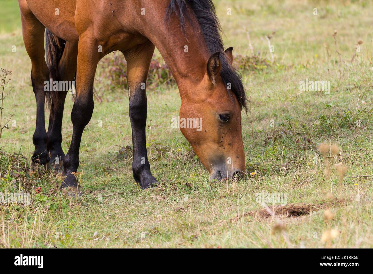 Pony selvaggio della newforest pascolo a cissbury anello southdown findon UK, introdotto per pascolare e spazzatura mantello marrone, coda di manie scuro e gambe inferiori Foto Stock