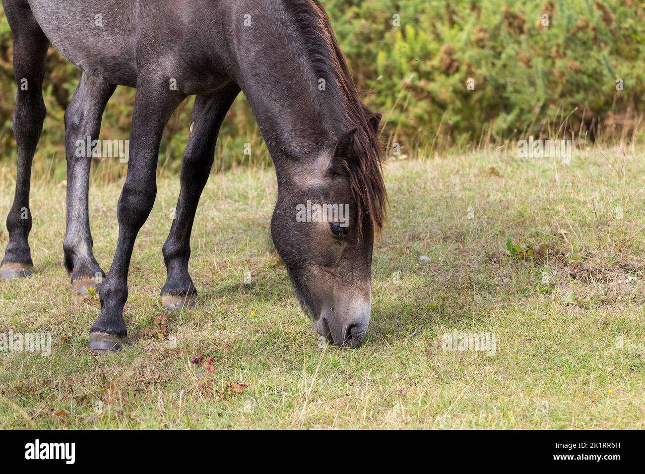 Pony selvaggio della newforest pascolo a cissbury anello southdown findon UK, introdotto per il pascolo e la pulizia scrub, grigio scuro mantello e coda Foto Stock